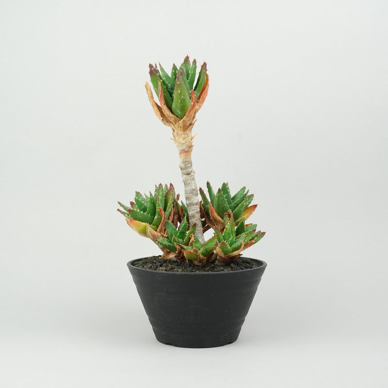 アロエ・不夜城「Aloe 'Fuyajo'」/AL84