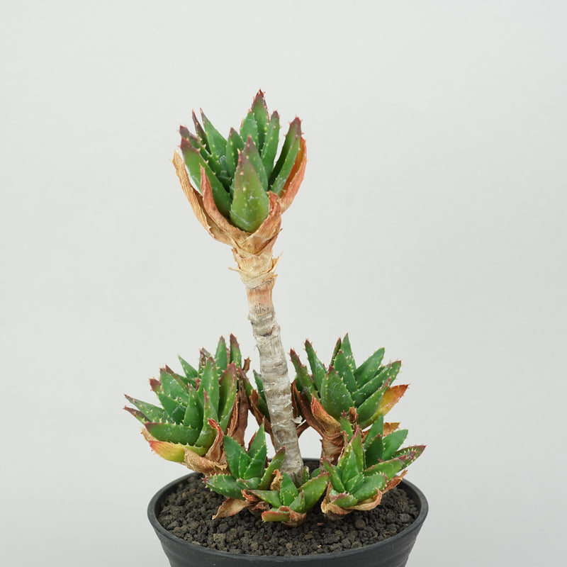 アロエ・不夜城「Aloe 'Fuyajo'」/AL84