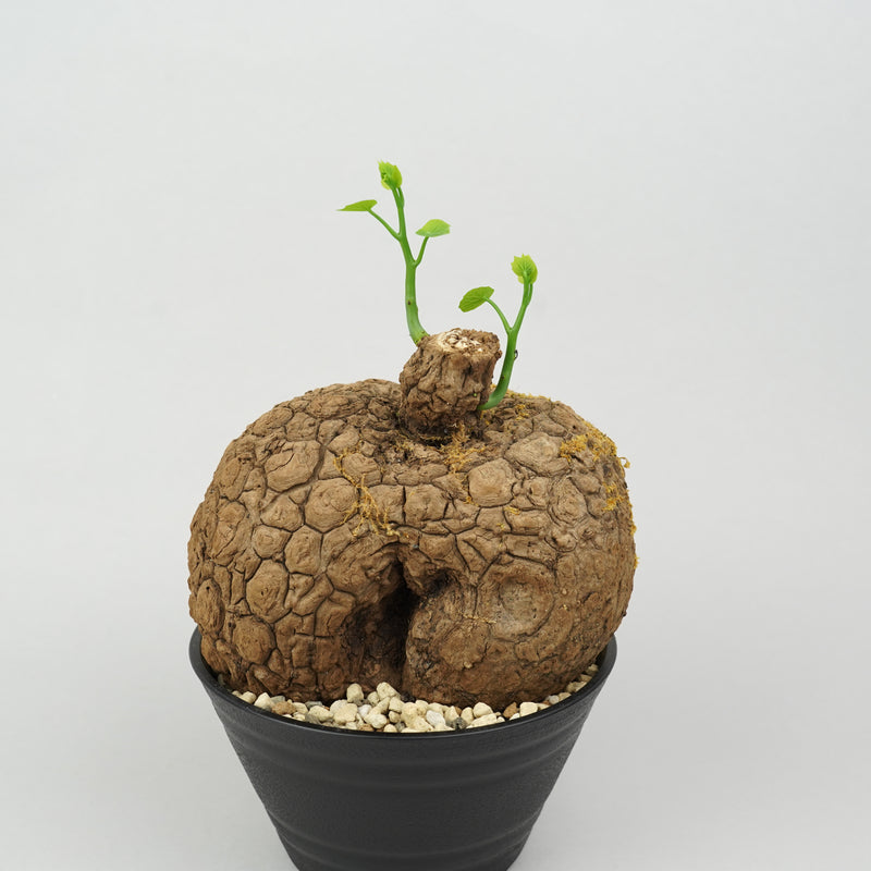 植物/ステファニア/すべて