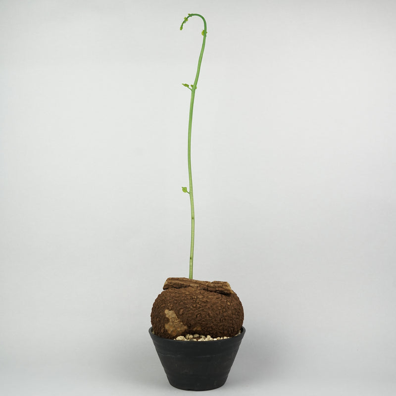 ステファニア・スベローサ「Stephania Suberosa」/ST0279