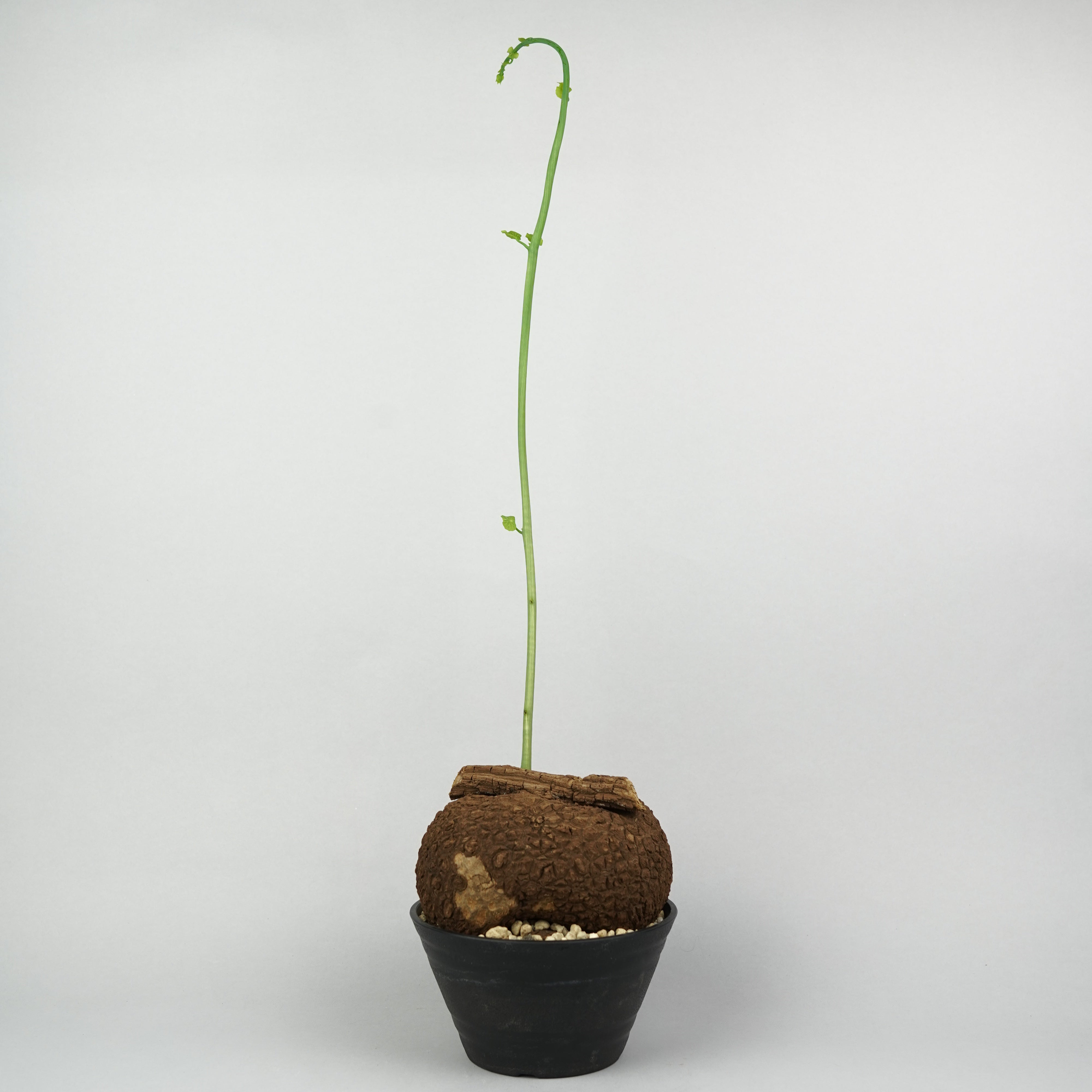 植物/ステファニア/スベローサ – Hachi-8