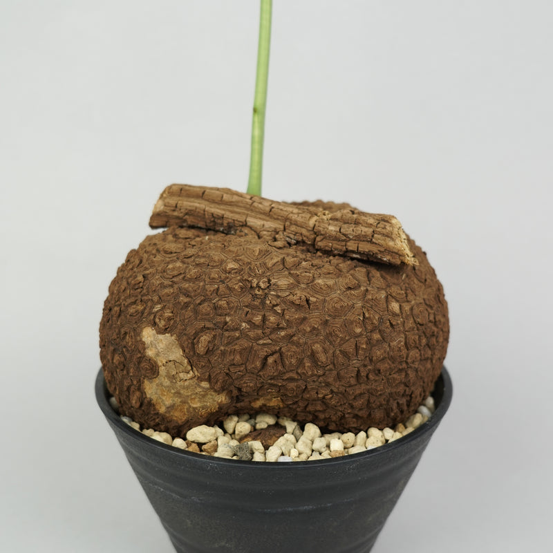 ステファニア・スベローサ「Stephania Suberosa」/ST0279