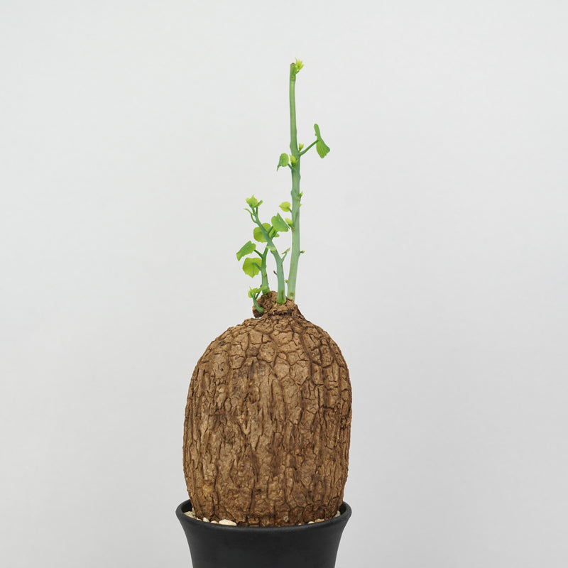 ステファニア・スベローサ「Stephania Suberosa」/ST0269