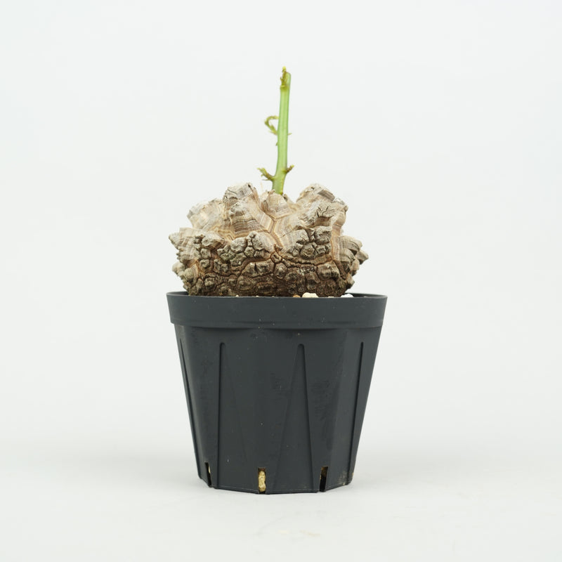 亀甲竜 「Dioscorea Elephantipes」/ WI129