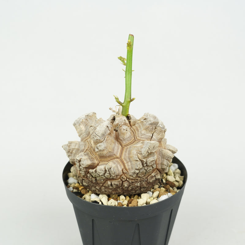 亀甲竜 「Dioscorea Elephantipes」/ WI129
