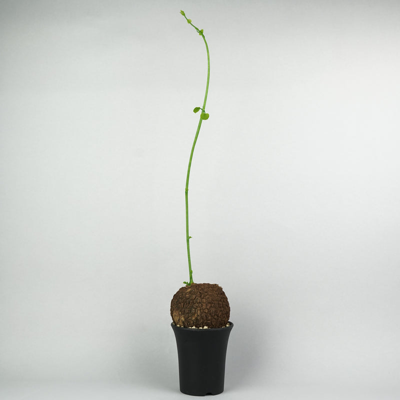 ステファニア・スベローサ「Stephania Suberosa」/ST0232