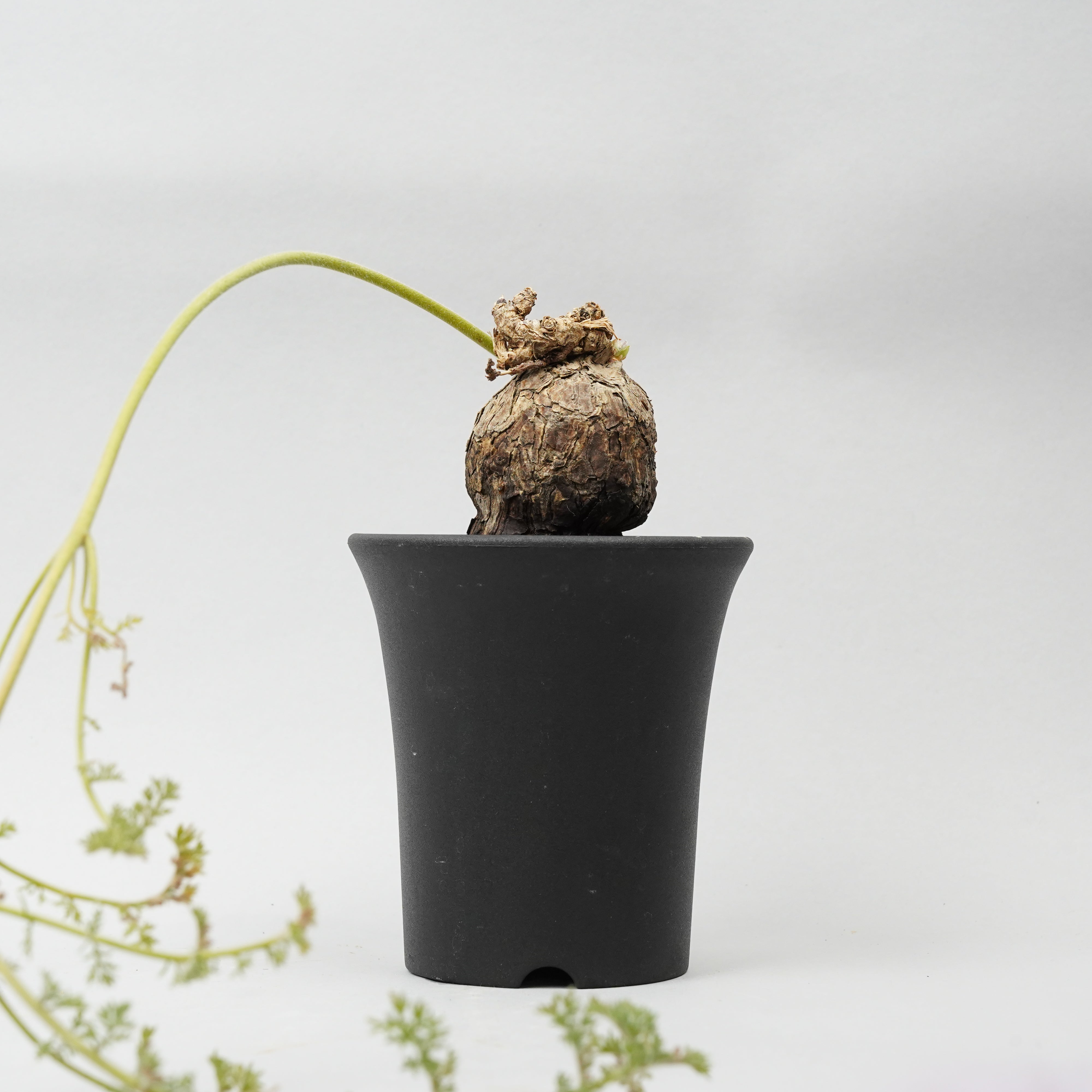 最終価格　ペラゴニウム　トリステ　鉢付き　手渡し可能 ペラルゴニウム トリステ 鉢Set | Green Shop MITSUBACHI