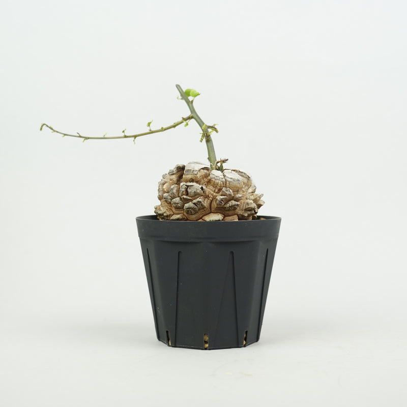 亀甲竜 「Dioscorea Elephantipes」/ WI125