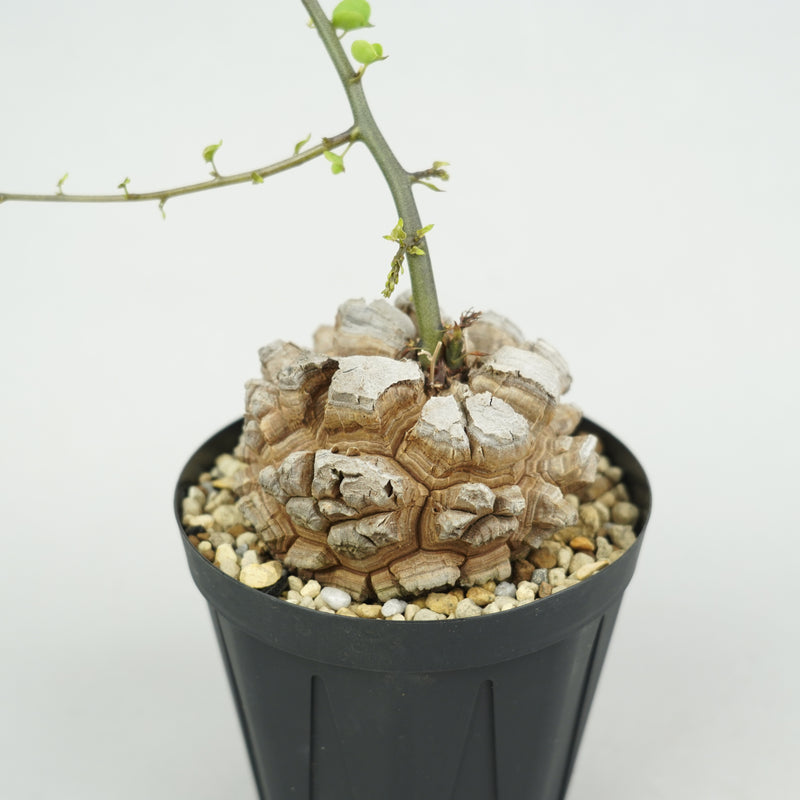亀甲竜 「Dioscorea Elephantipes」/ WI125