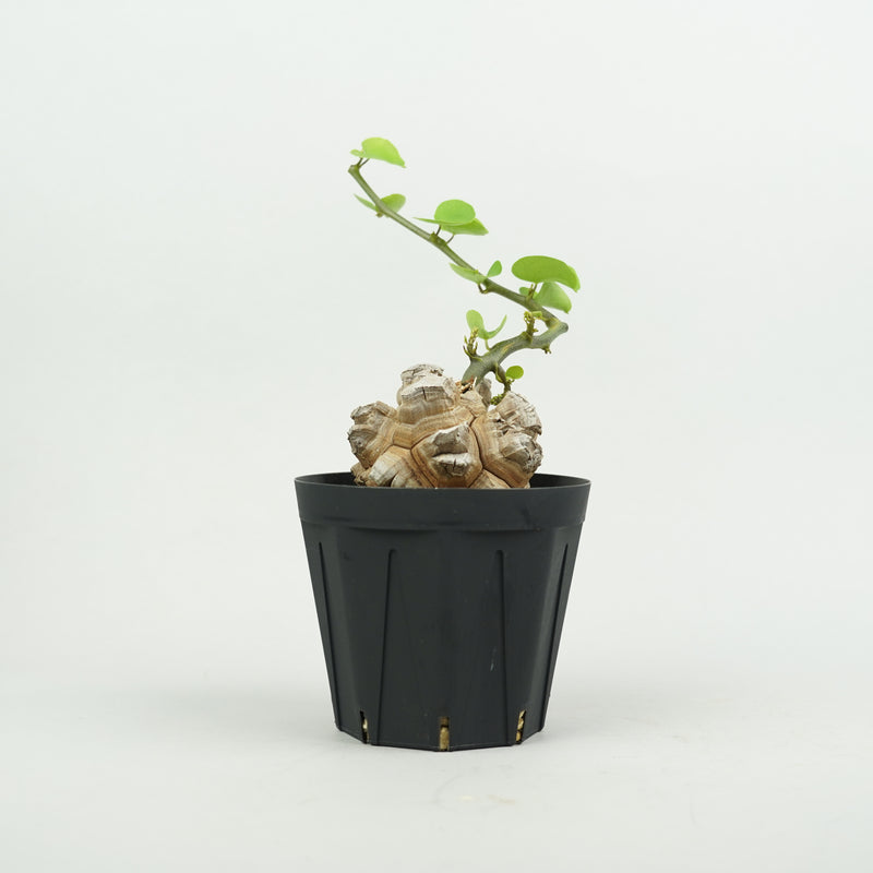 亀甲竜 「Dioscorea Elephantipes」/ WI127