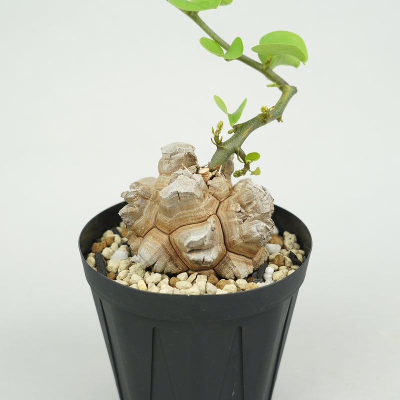 亀甲竜 「Dioscorea Elephantipes」/ WI127