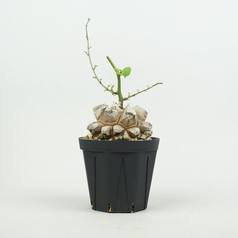 亀甲竜 「Dioscorea Elephantipes」/ WI132