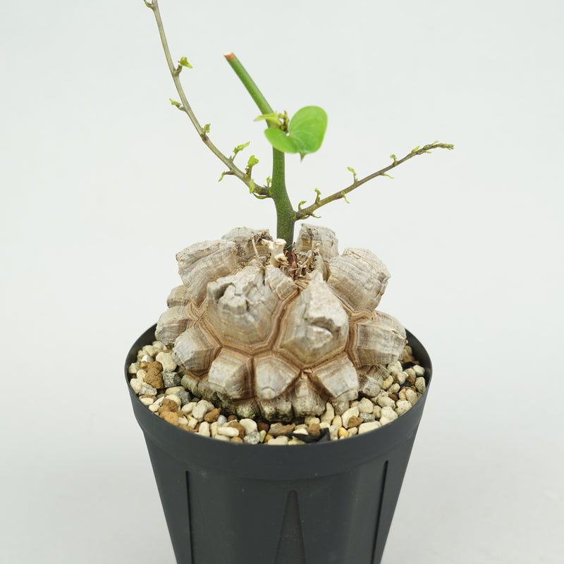 亀甲竜 「Dioscorea Elephantipes」/ WI132