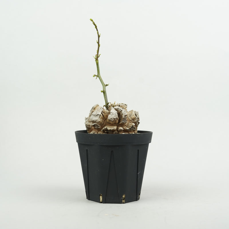 亀甲竜 「Dioscorea Elephantipes」/ WI134