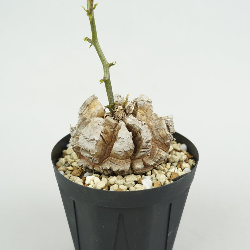 亀甲竜 「Dioscorea Elephantipes」/ WI134
