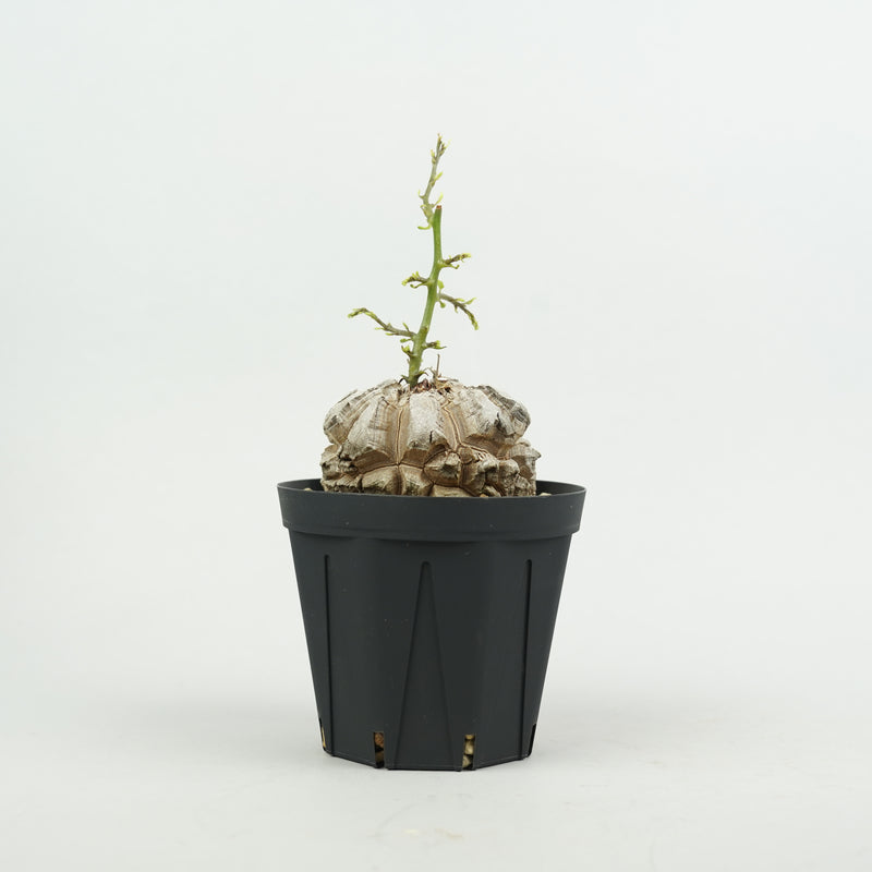 亀甲竜 「Dioscorea Elephantipes」/ WI130