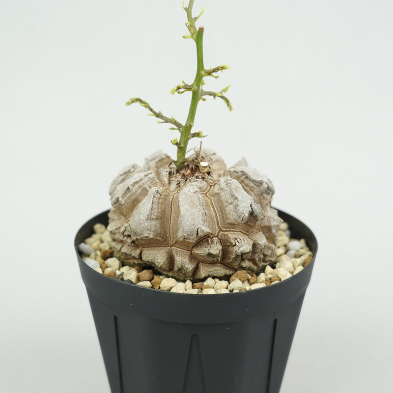 亀甲竜 「Dioscorea Elephantipes」/ WI130