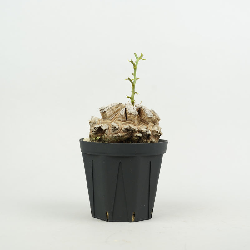 亀甲竜 「Dioscorea Elephantipes」/ WI126