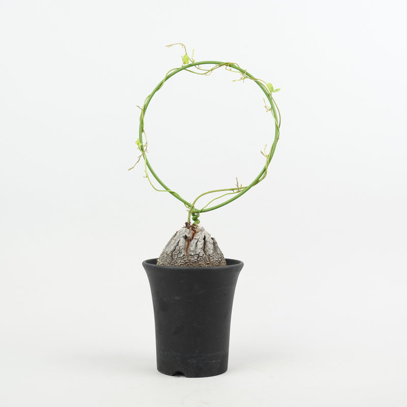 亀甲竜 「Dioscorea Elephantipes」/ ET964
