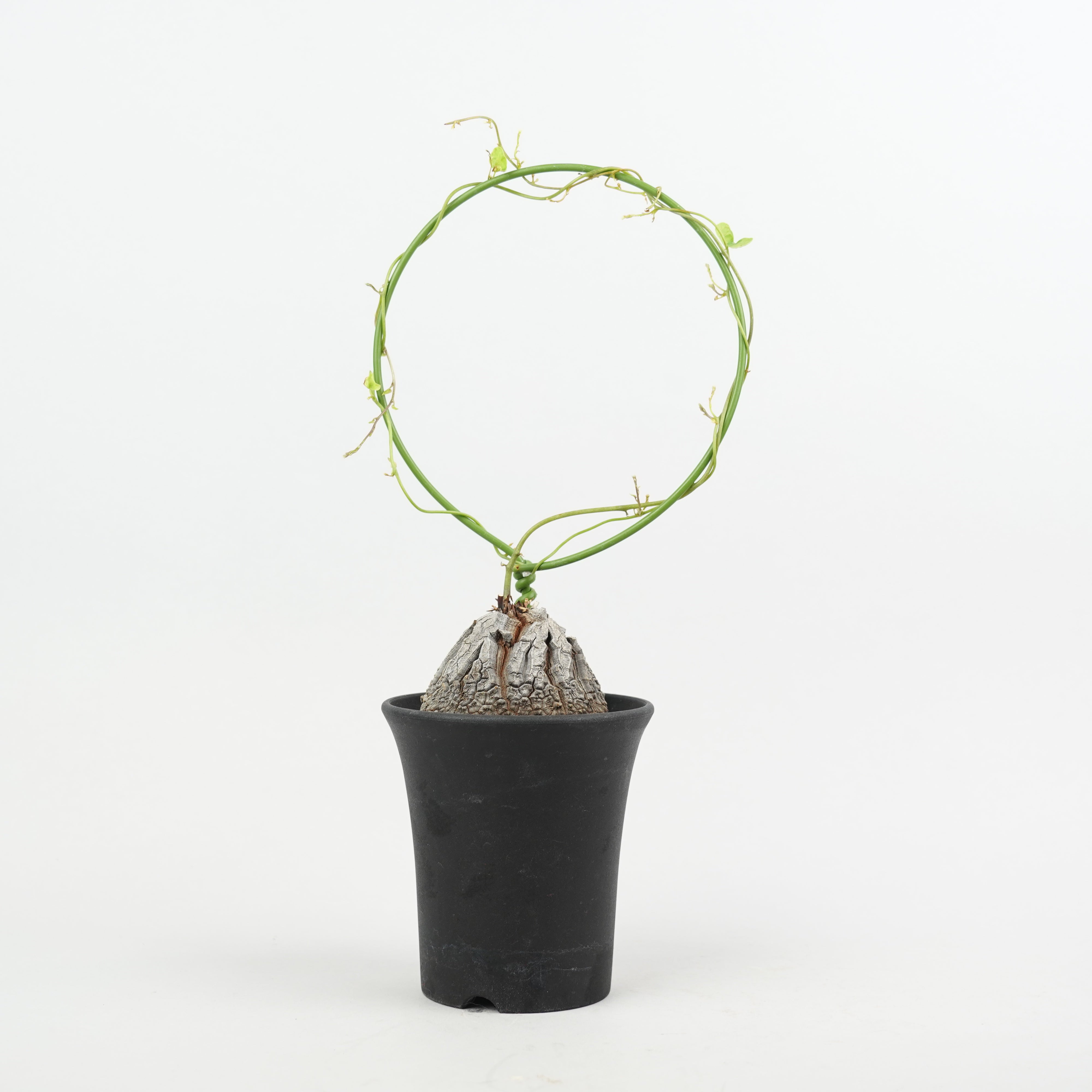 植物/冬型植物/亀甲竜 – Hachi-8