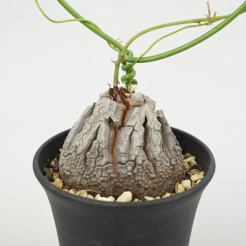 亀甲竜 「Dioscorea Elephantipes」/ ET964