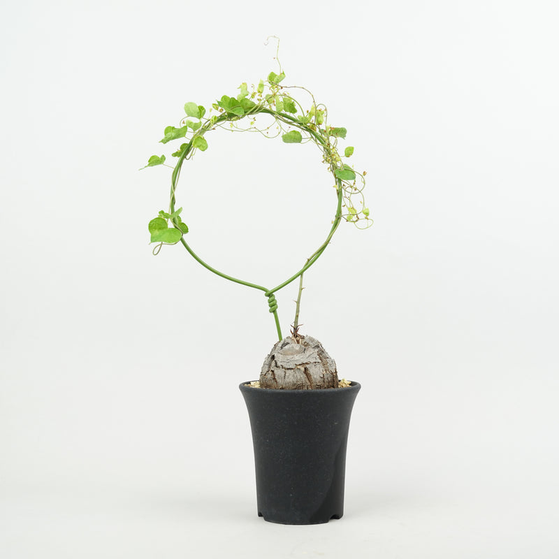 亀甲竜 「Dioscorea Elephantipes」/ WI018