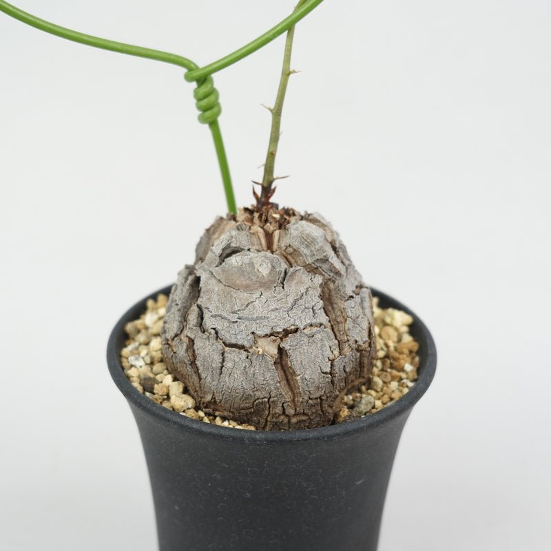 亀甲竜 「Dioscorea Elephantipes」/ WI018