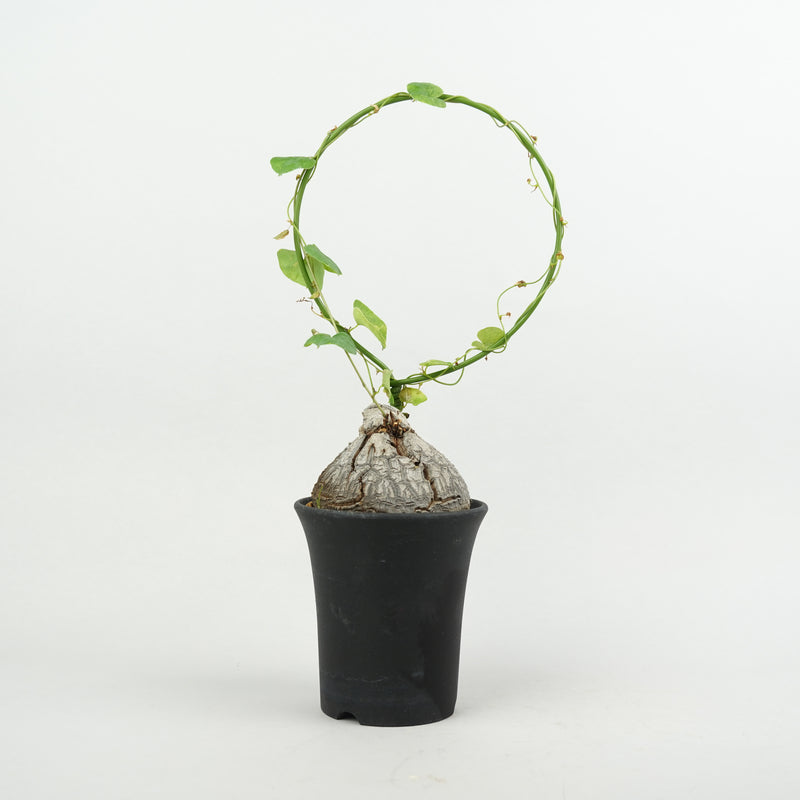 亀甲竜 「Dioscorea Elephantipes」/ WI025