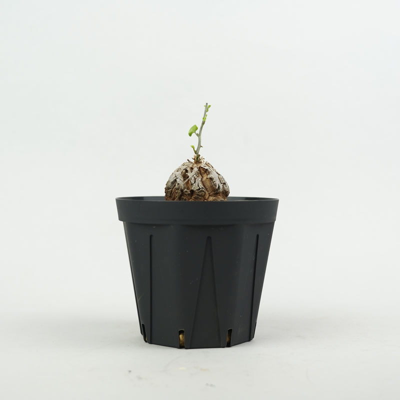 亀甲竜 「Dioscorea Elephantipes」/ WI142