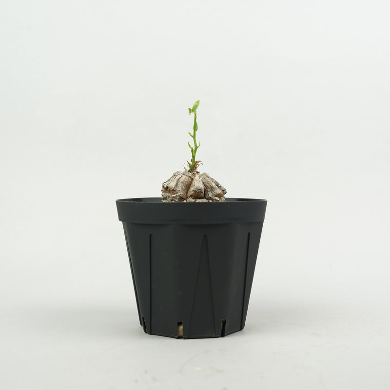 亀甲竜 「Dioscorea Elephantipes」/ WI139