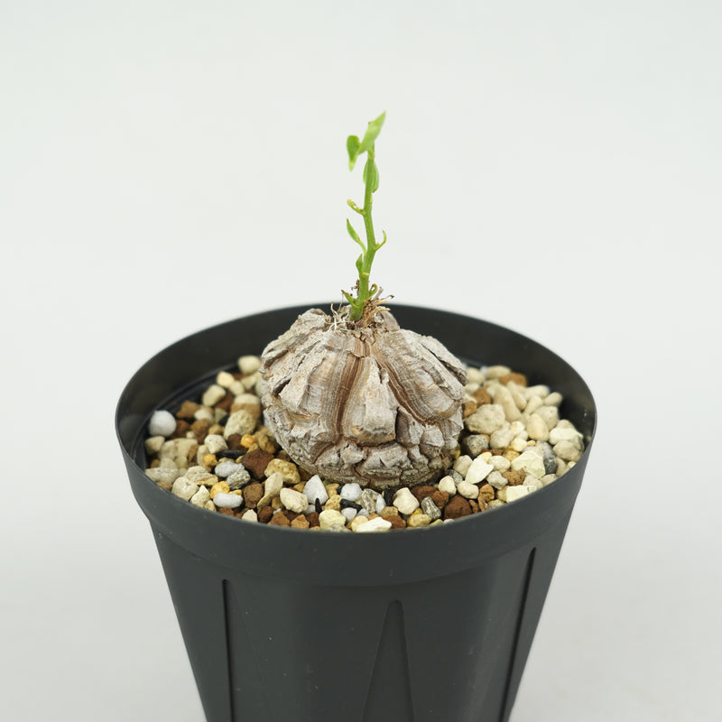 亀甲竜 「Dioscorea Elephantipes」/ WI139