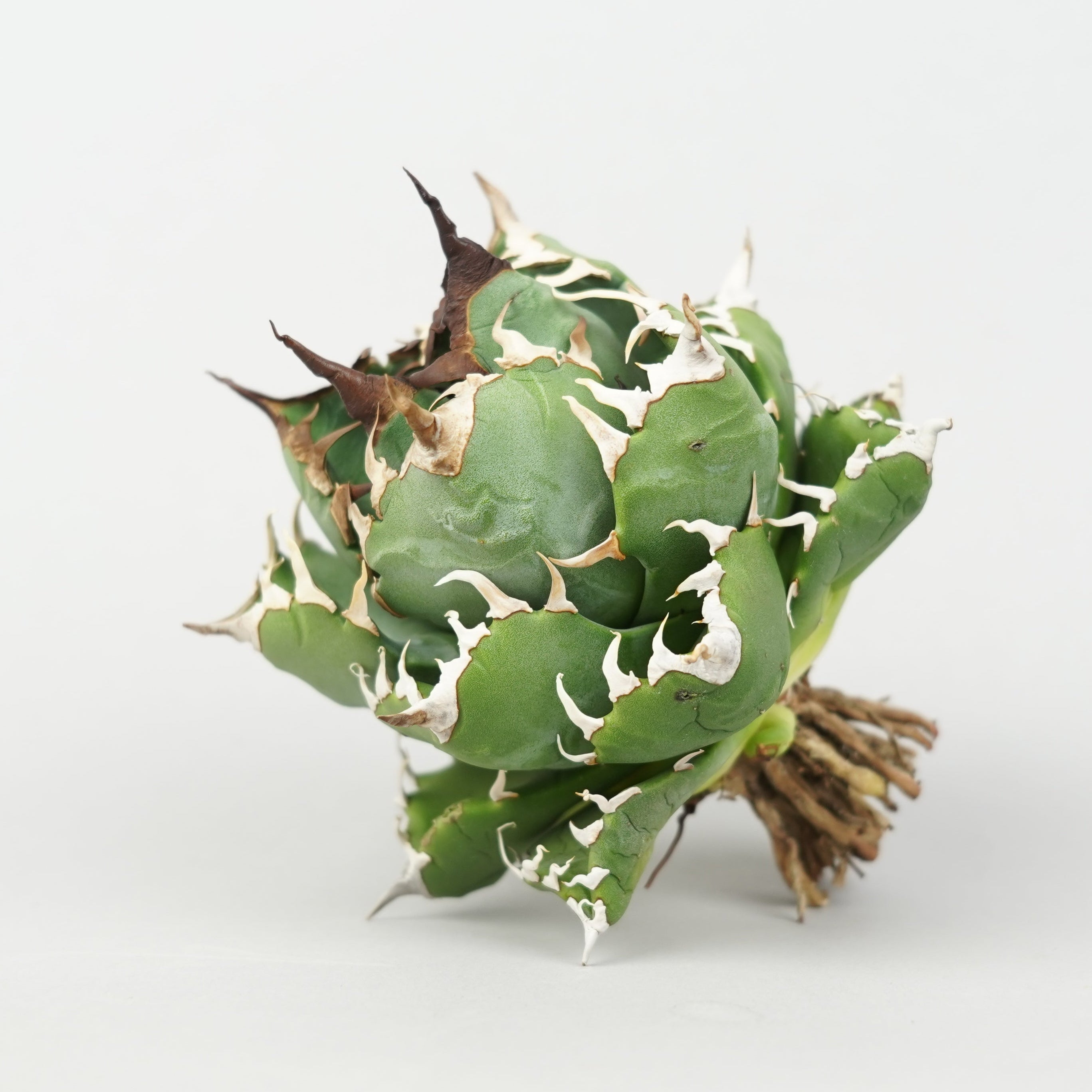 イベント/ベアルート – Hachi-8