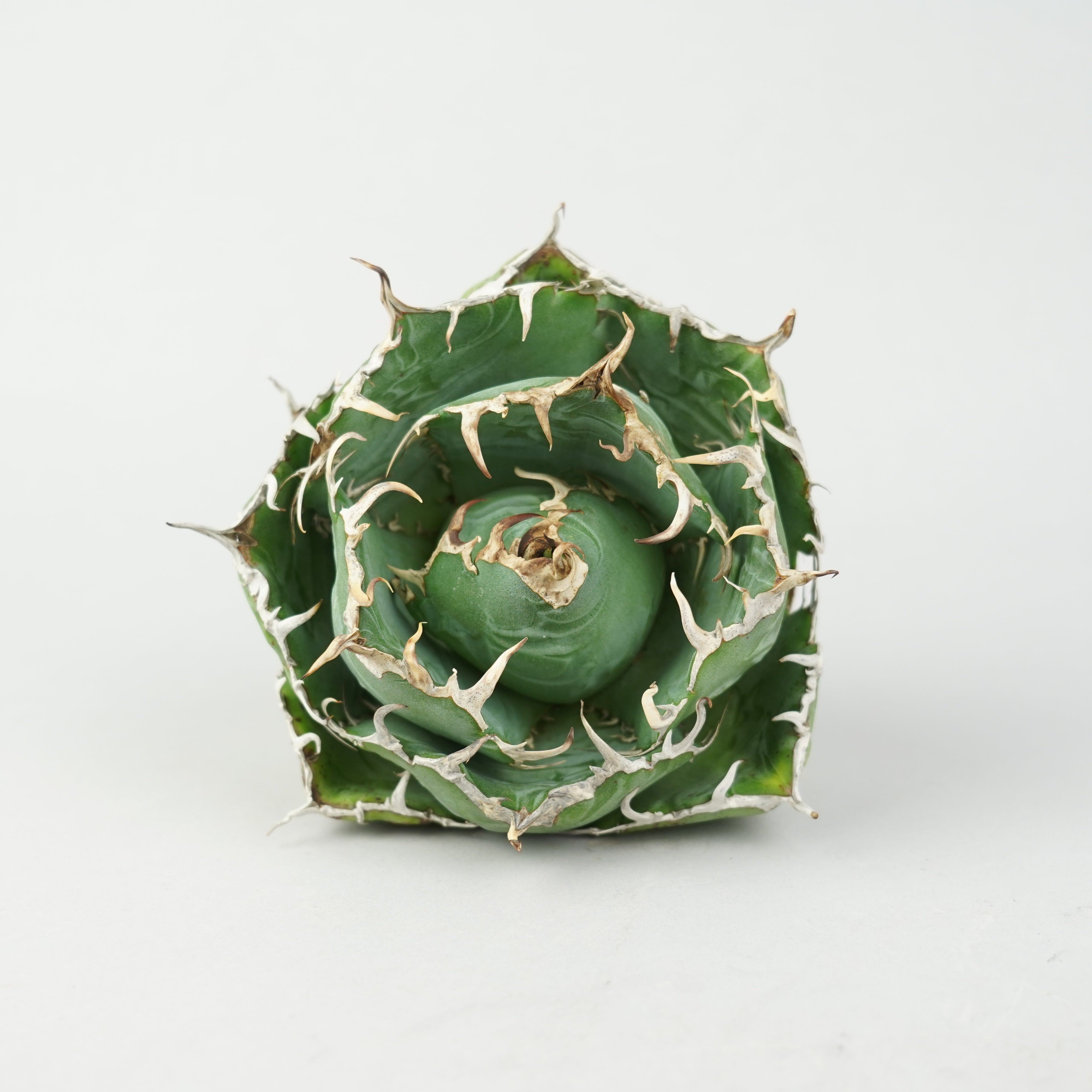 商品一覧/新着植物 – Hachi-8