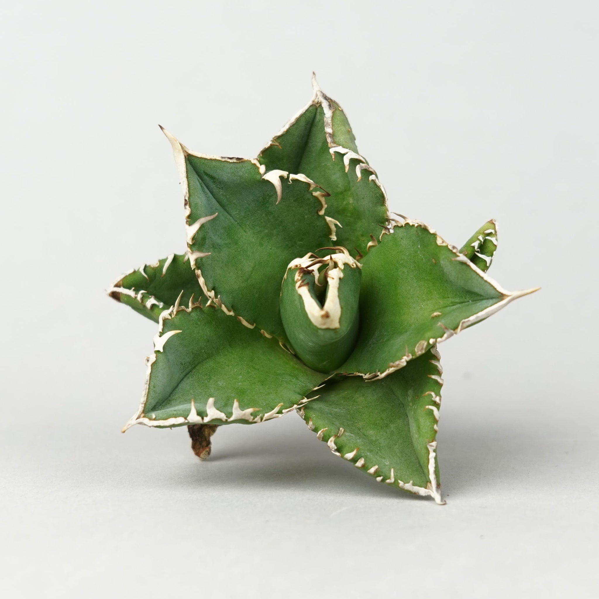 植物/アガベ/すべて – – Hachi-8