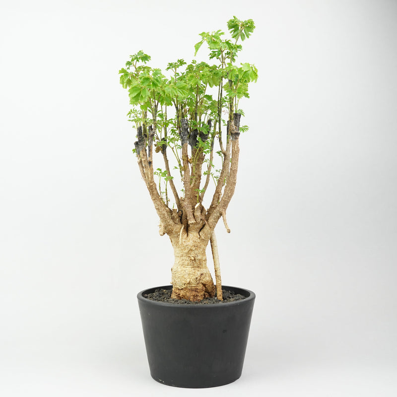 ポリシャス・パセリ「Polyscias fruticosa ‘Parsley’」/KB56