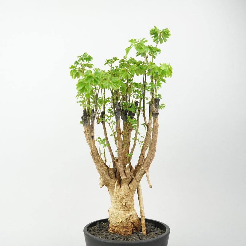 ポリシャス・パセリ「Polyscias fruticosa ‘Parsley’」/KB56