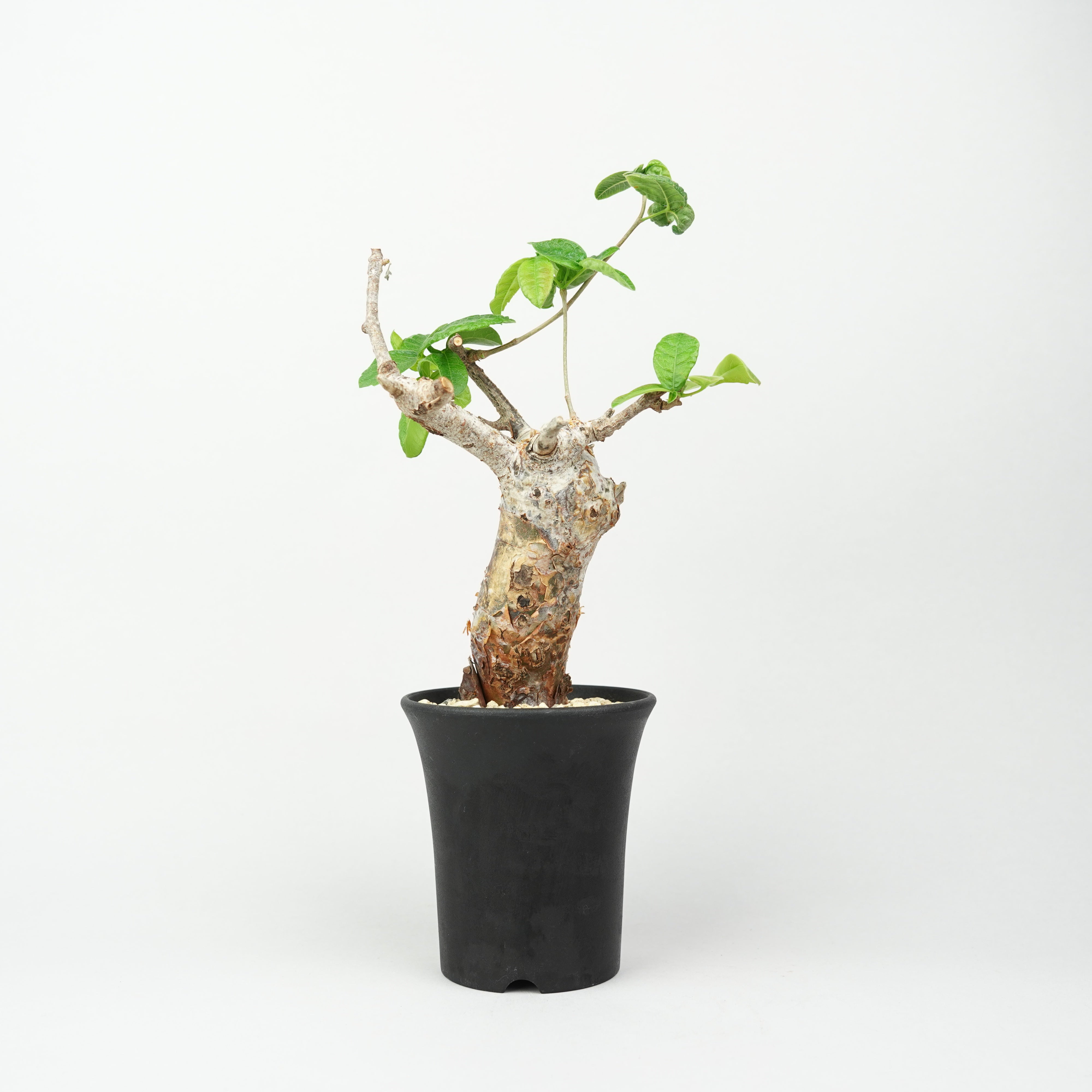 コミフォラ・オルビクラリス「Commiphora Orbicularis」/ET1301 – Hachi-8