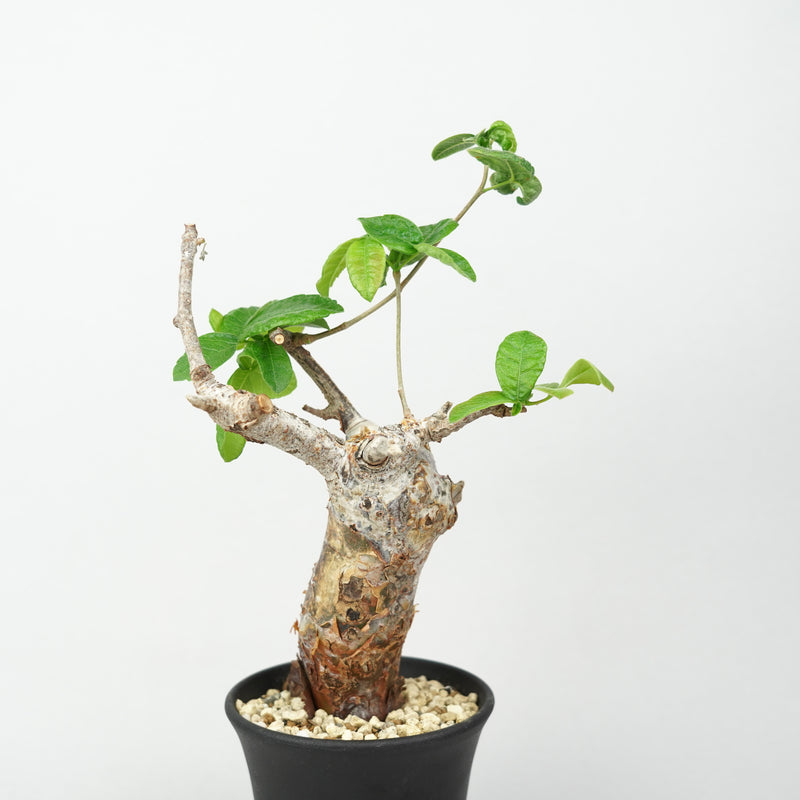 コミフォラ・オルビクラリス「Commiphora Orbicularis」/ET1301