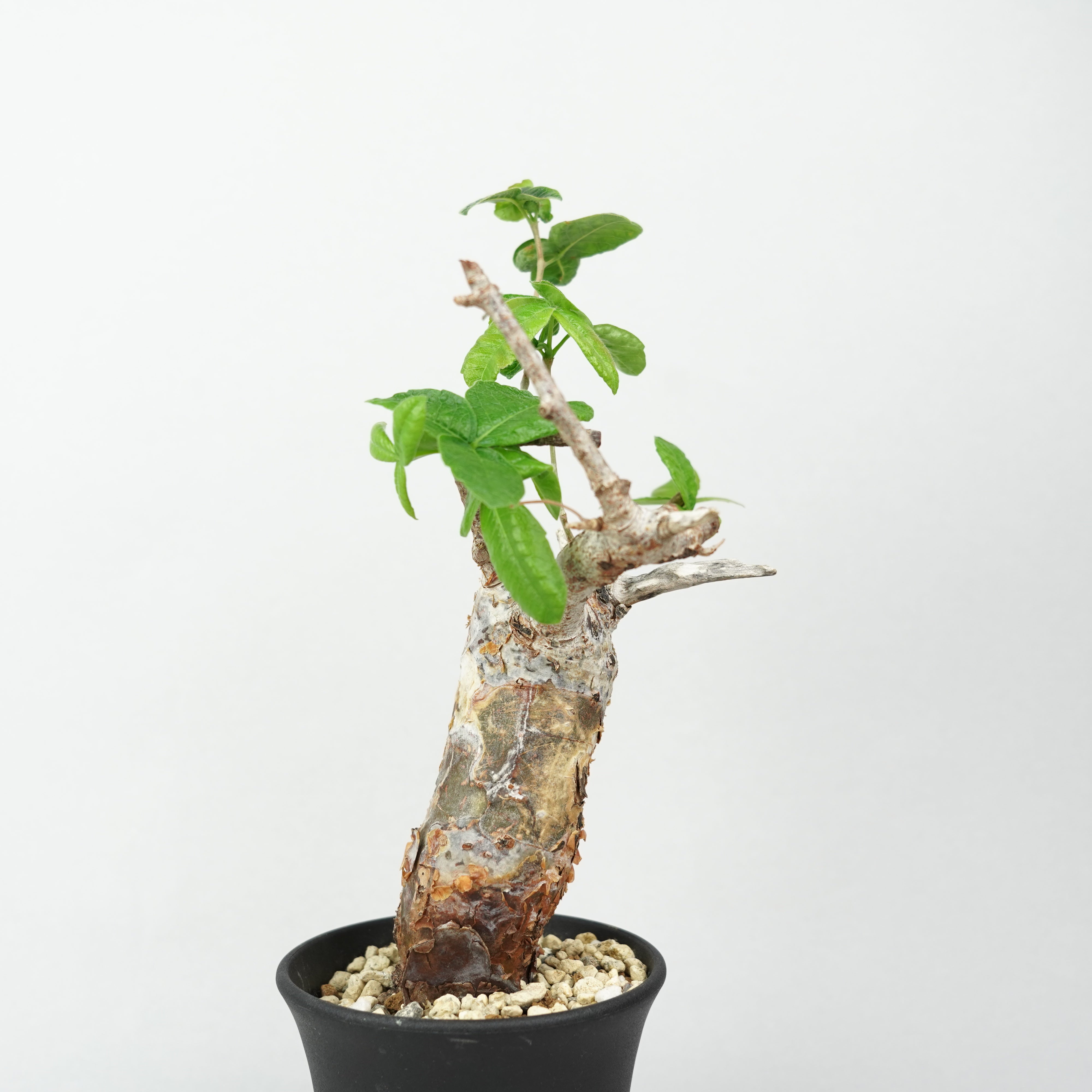 コミフォラ・オルビクラリス「Commiphora Orbicularis」/ET1301 – Hachi-8