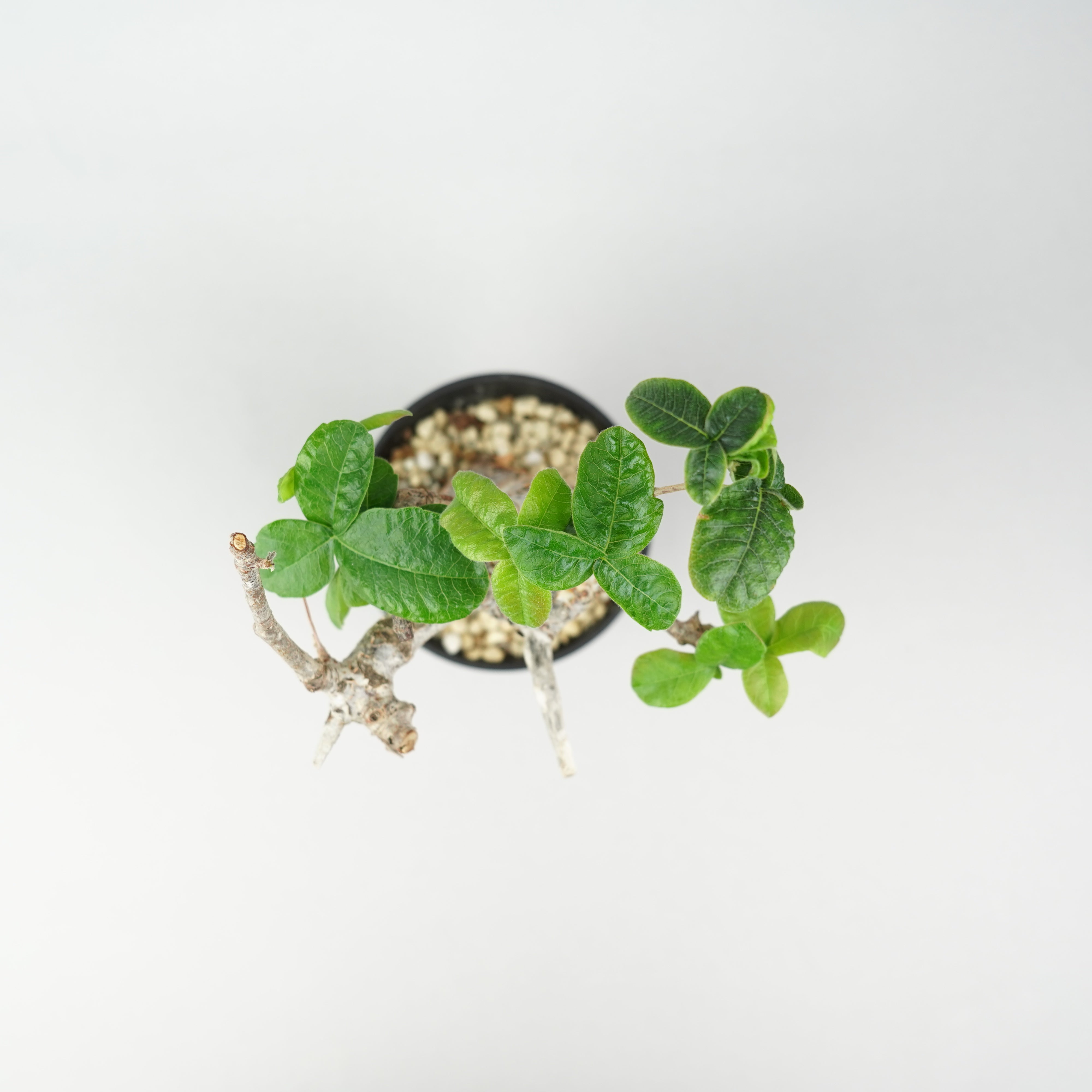 コミフォラ・オルビクラリス「Commiphora Orbicularis」/ET1301 – Hachi-8