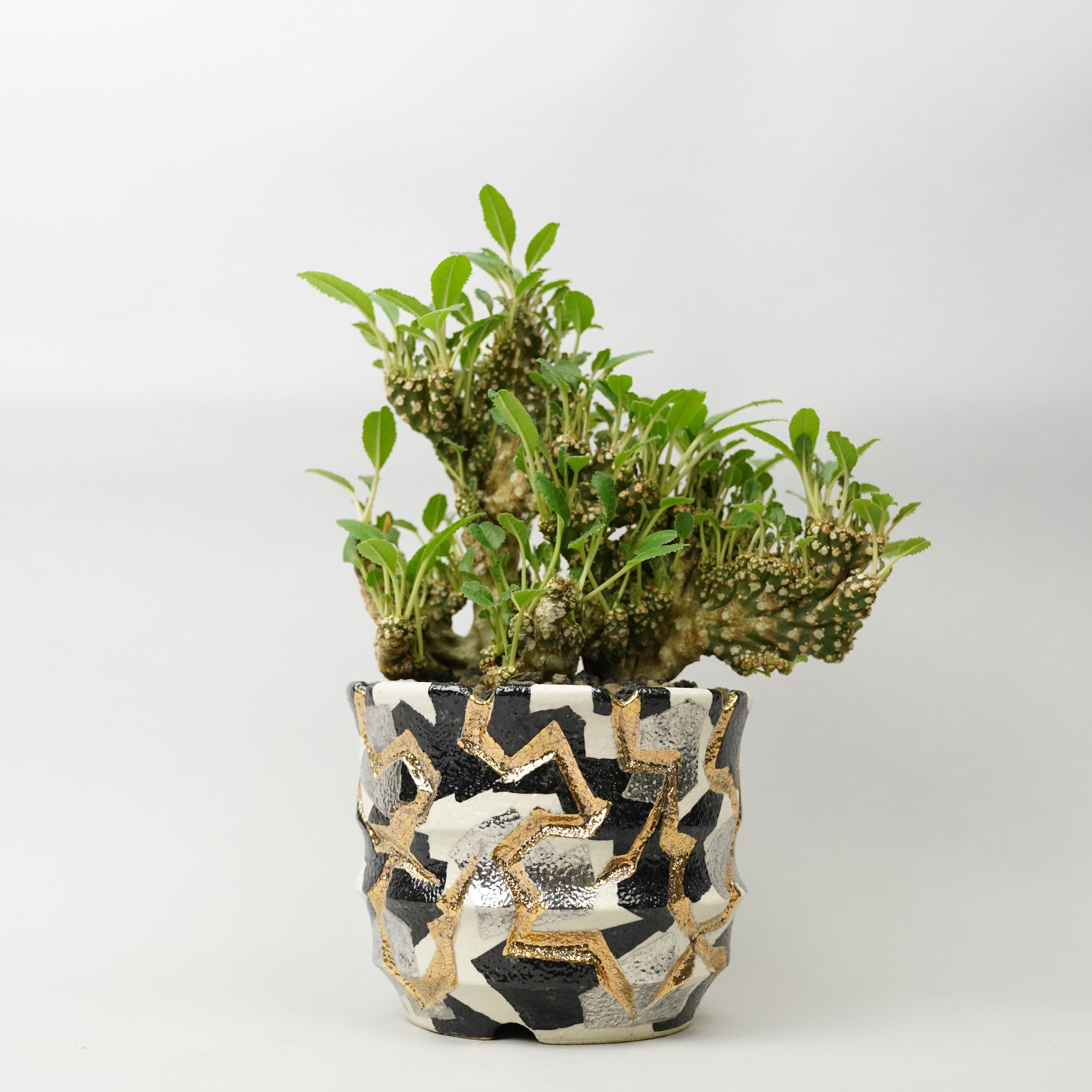 DSC07438_4000x.jpg?v=1732281705