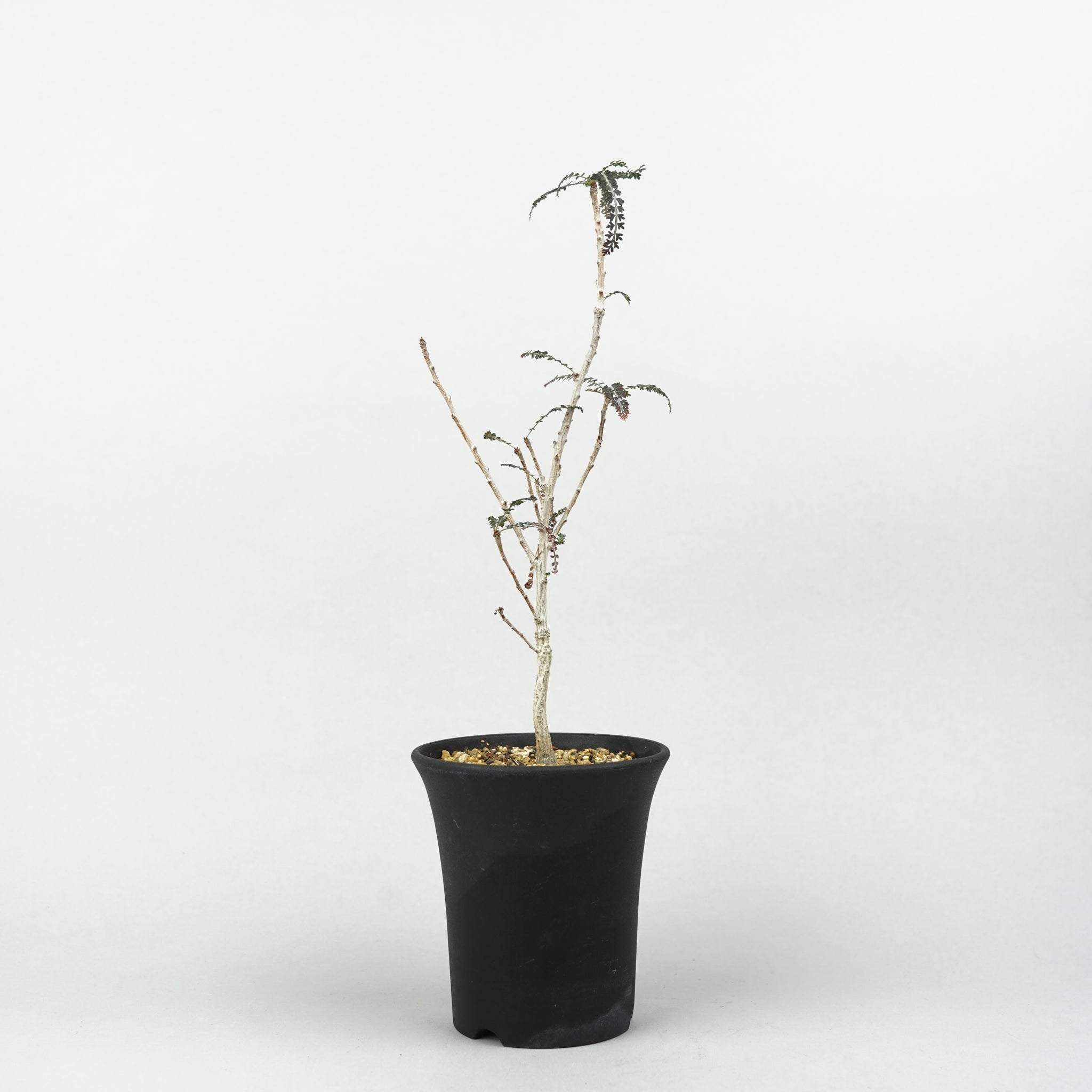 植物/灌木/すべて – Hachi-8