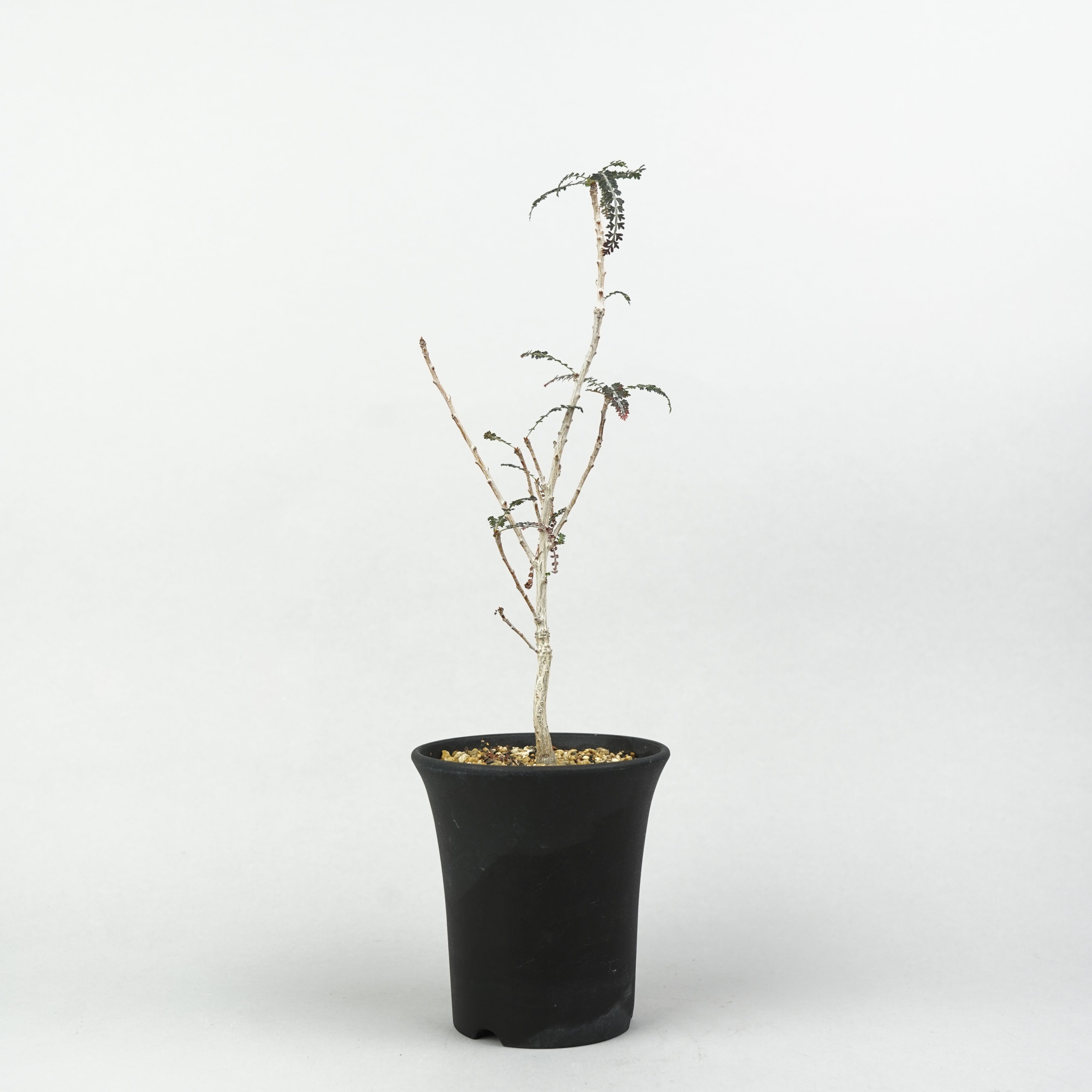 植物/灌木/その他の灌木 – Hachi-8