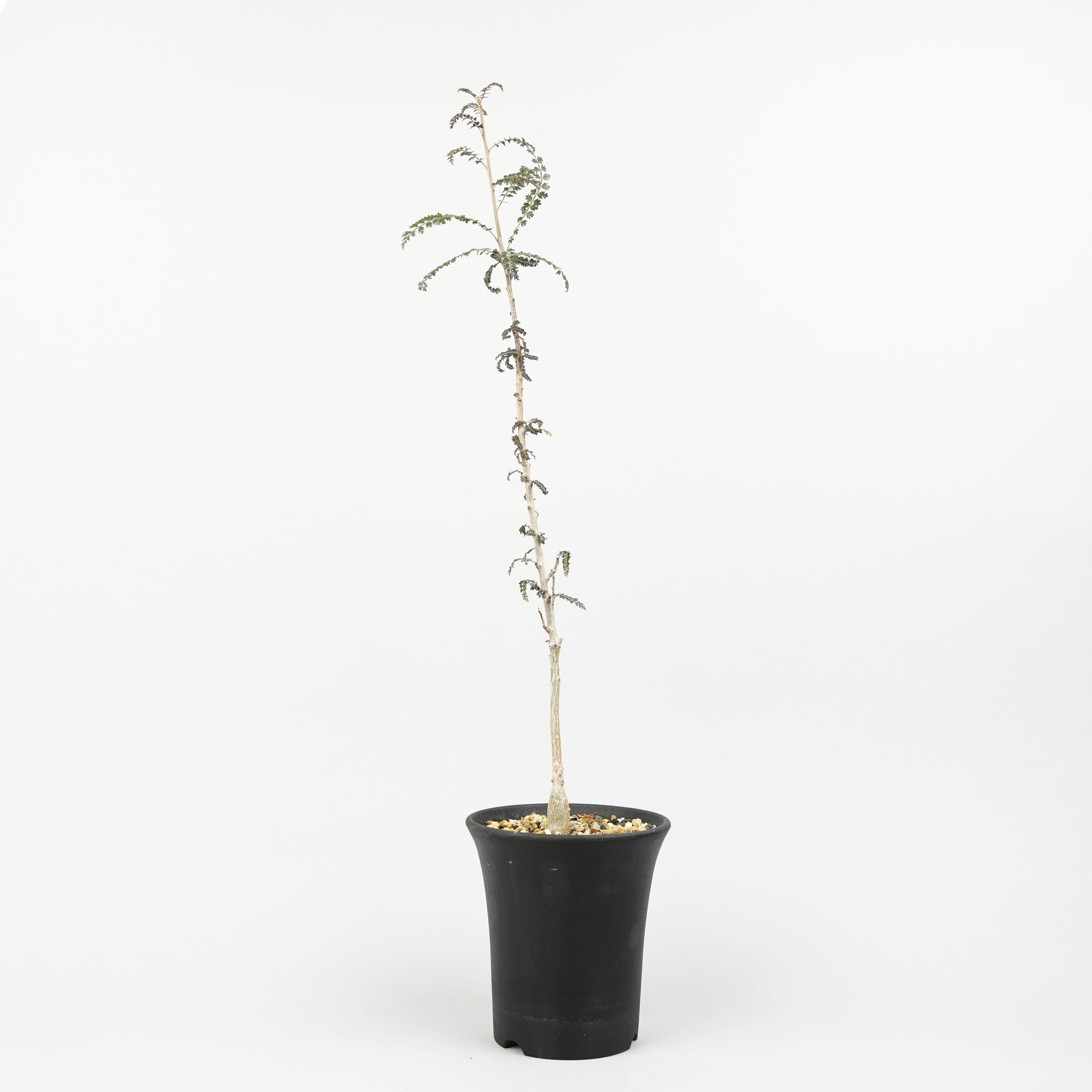 植物/灌木/コミフォラ – Hachi-8