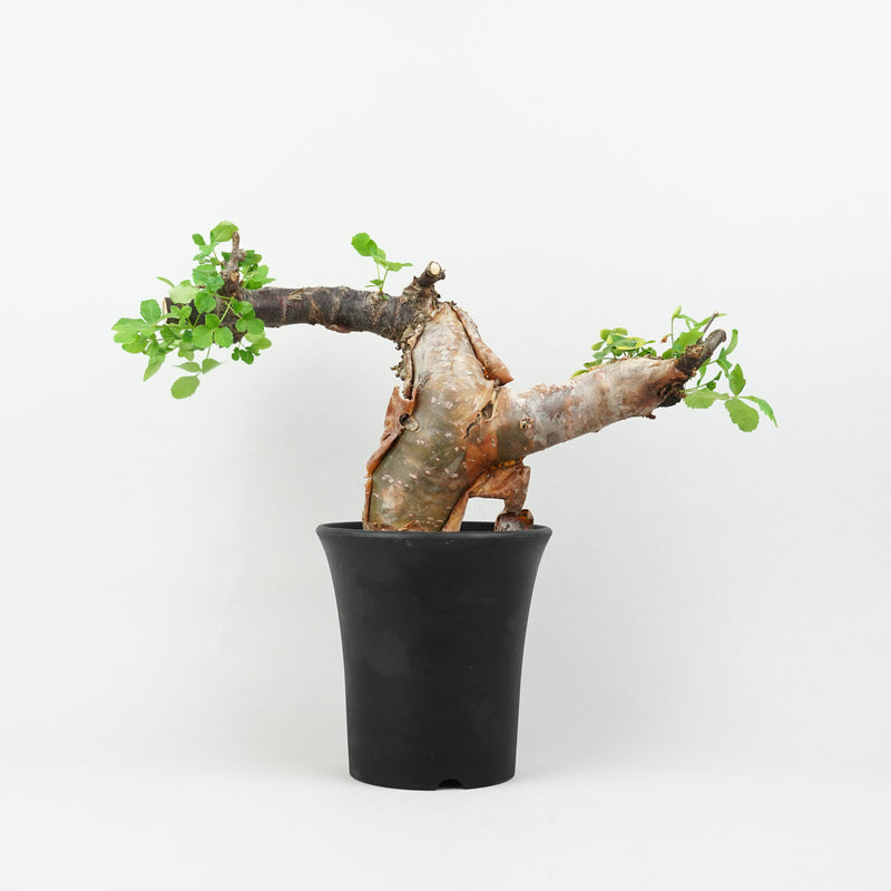 コミフォラ・ボラネンシス「Commiphora Boranensis」/ET1186