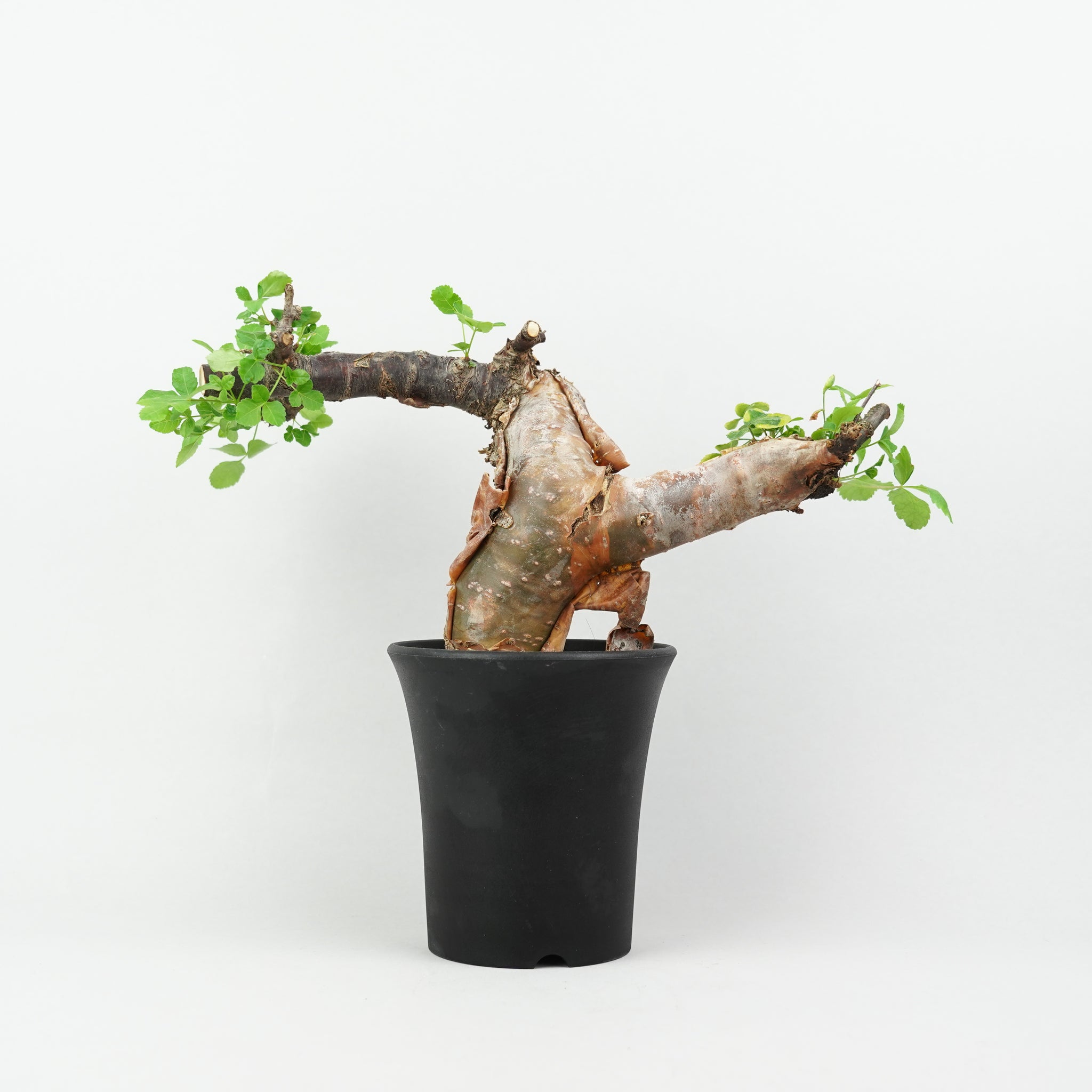 植物/灌木/コミフォラ – Hachi-8