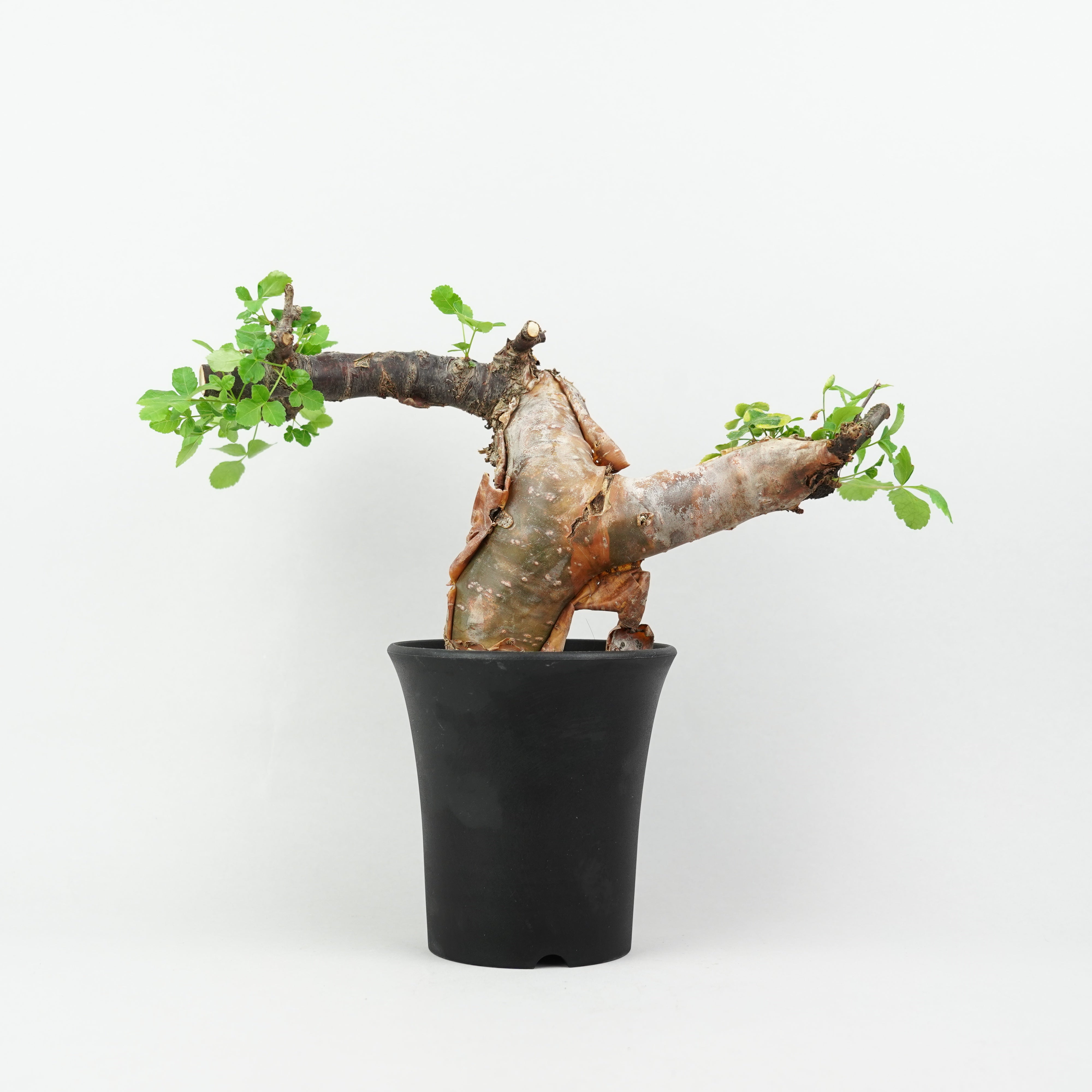 コミフォラ・ボラネンシス「Commiphora Boranensis」/ET1186 – Hachi-8