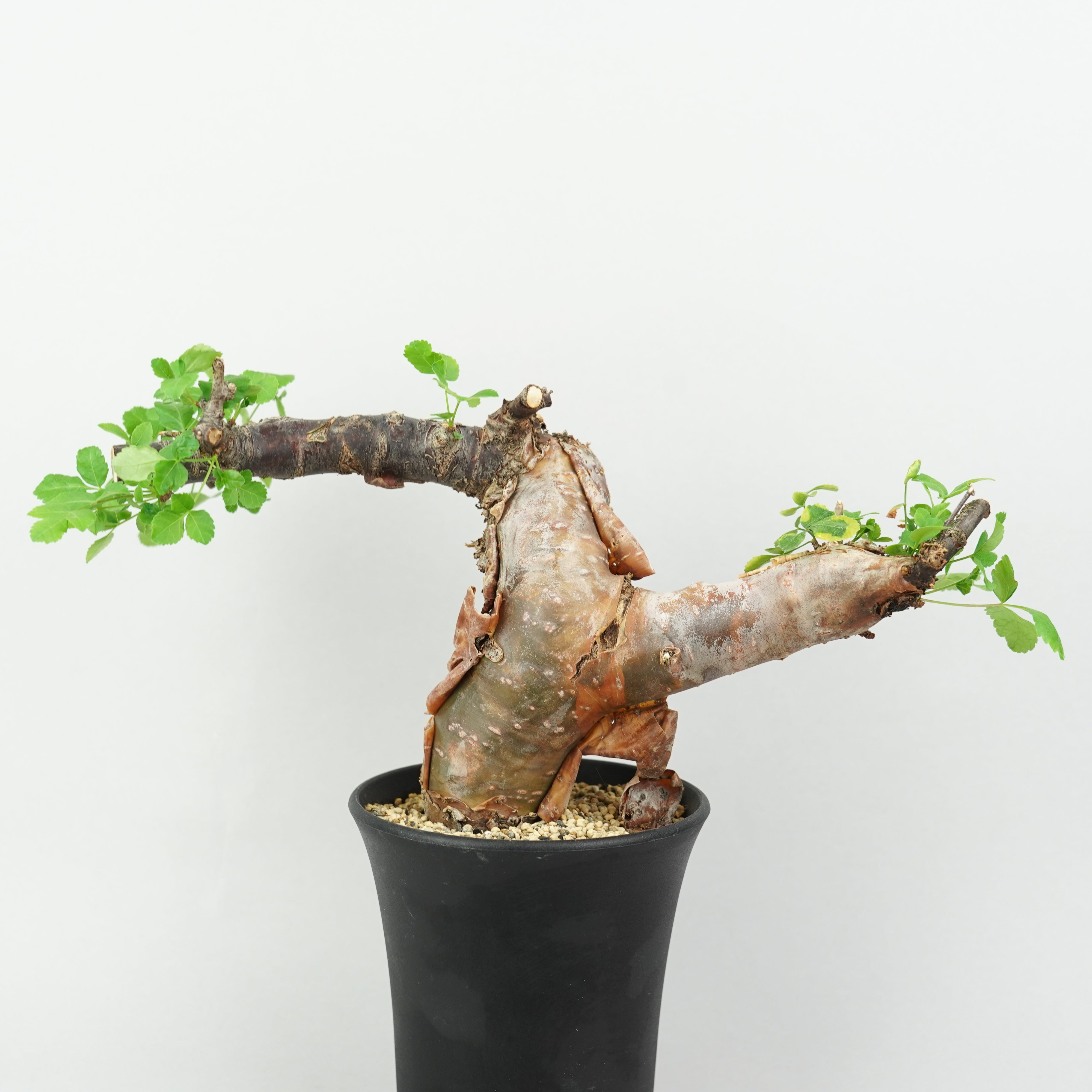 コミフォラ　ボラネンシス コミフォラ・ボラネンシス「Commiphora Boranensis」/ET1186 – Hachi-8