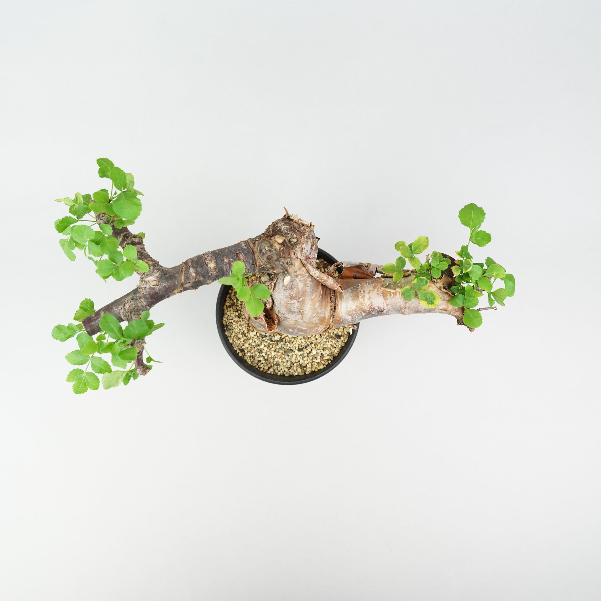 コミフォラ・ボラネンシス「Commiphora Boranensis」/ET1186 – Hachi-8