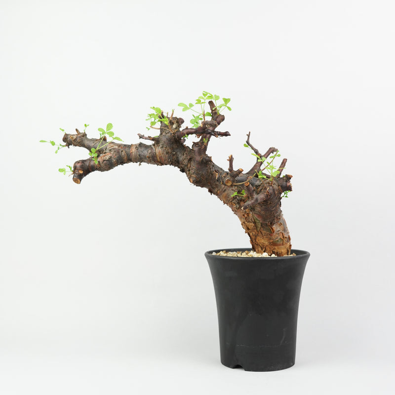 コミフォラ・ボラネンシス「Commiphora Boranensis」/ET1188